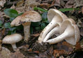 Hygrophorus arbustivus